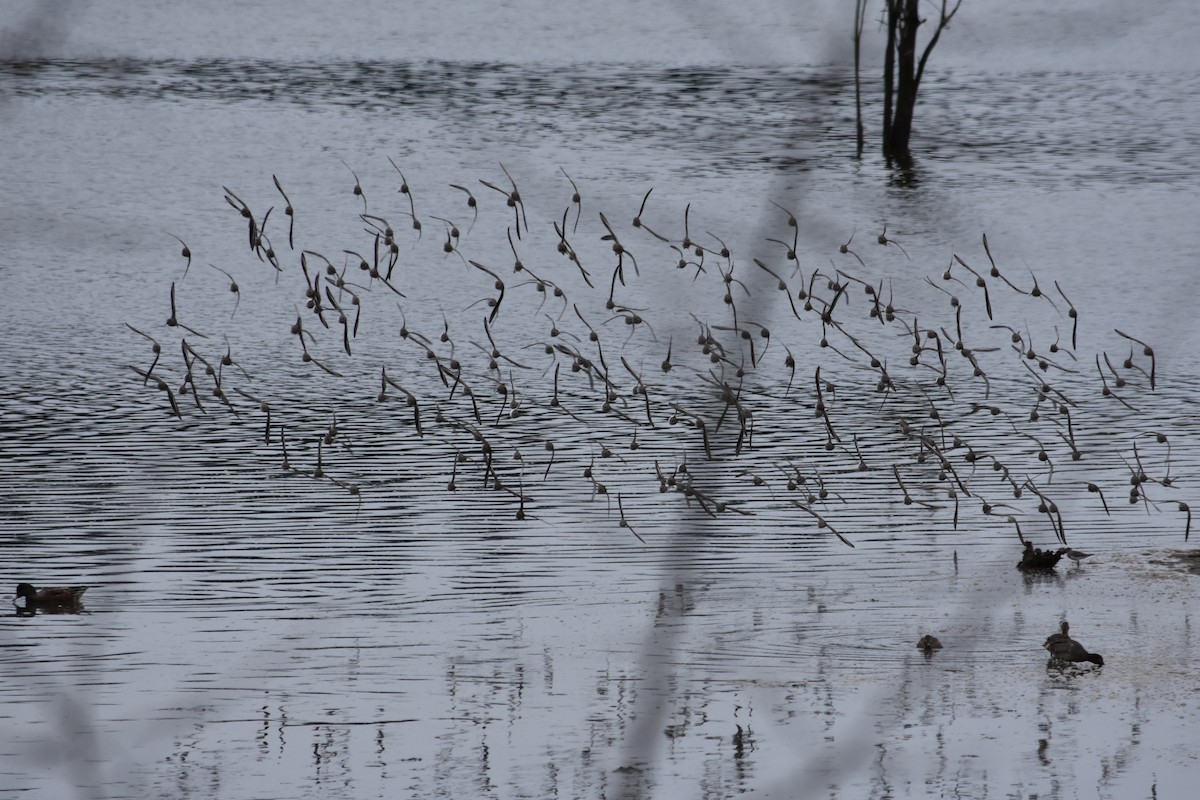 Dunlin - ML645287616