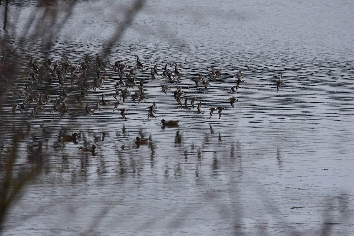Dunlin - ML645287617