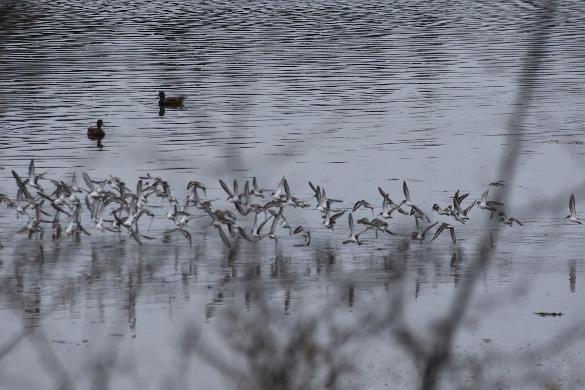 Dunlin - ML645287618