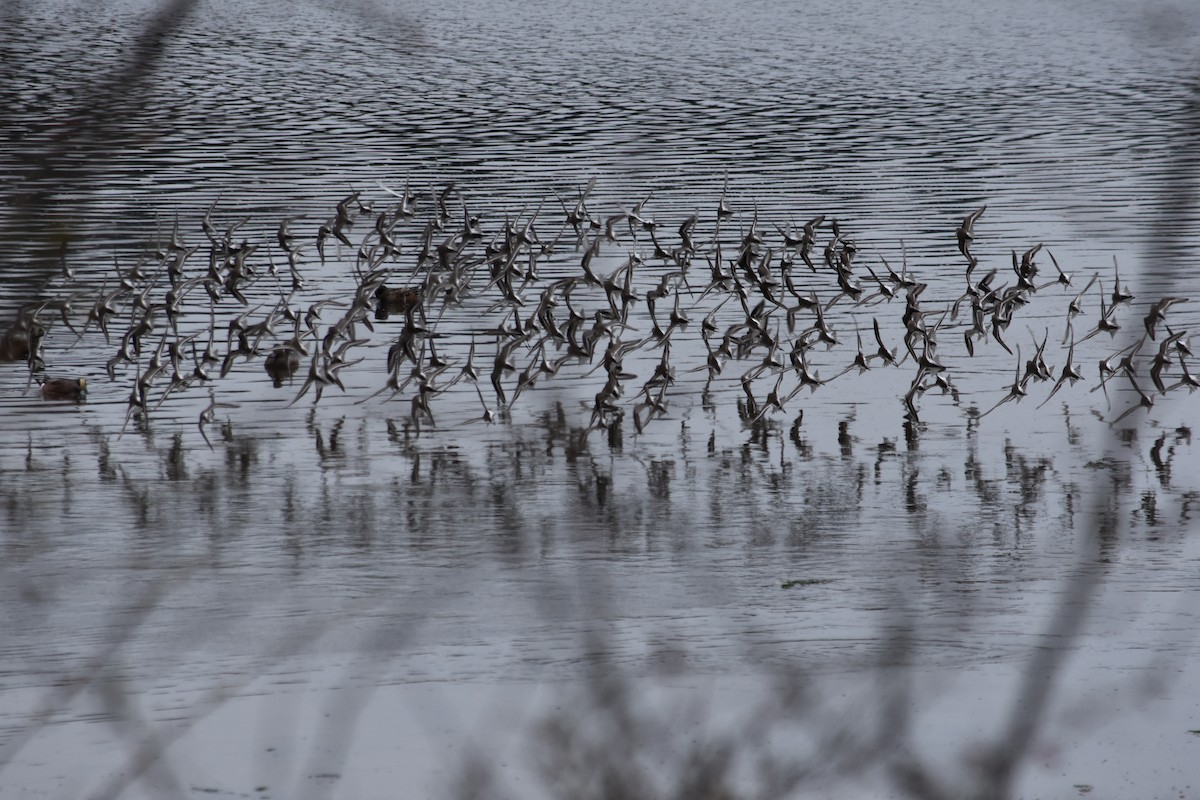 Dunlin - ML645287619