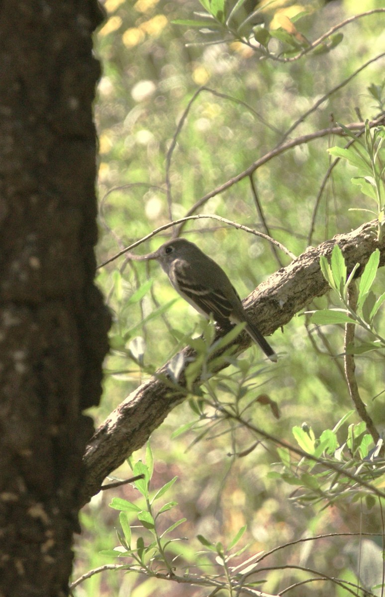 Hammond's Flycatcher - ML645287624