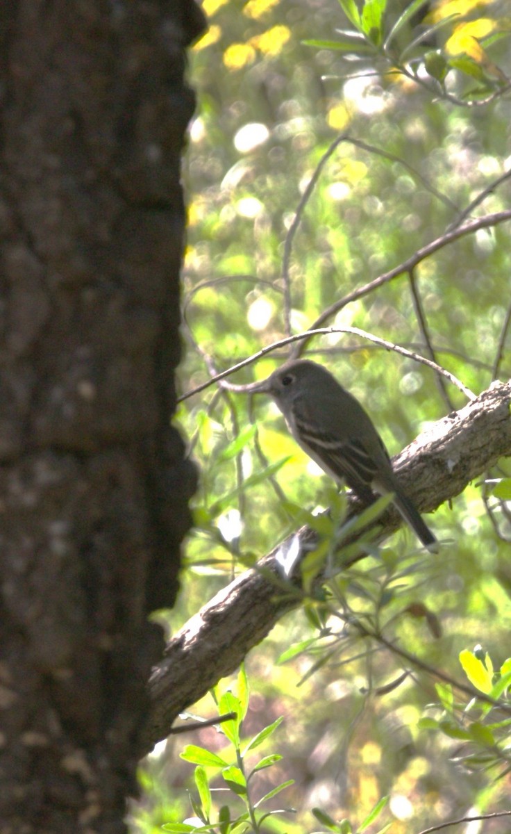 Hammond's Flycatcher - ML645287625