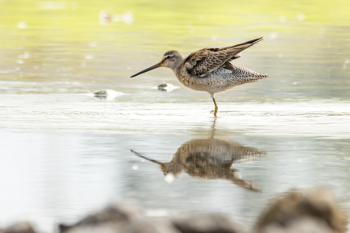 slukovec dlouhozobý - ML645287636