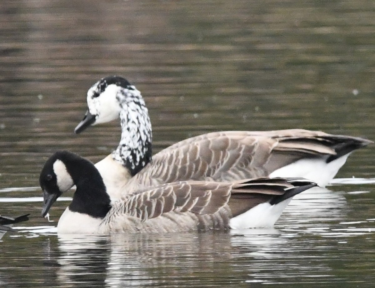 Canada Goose - ML645287639