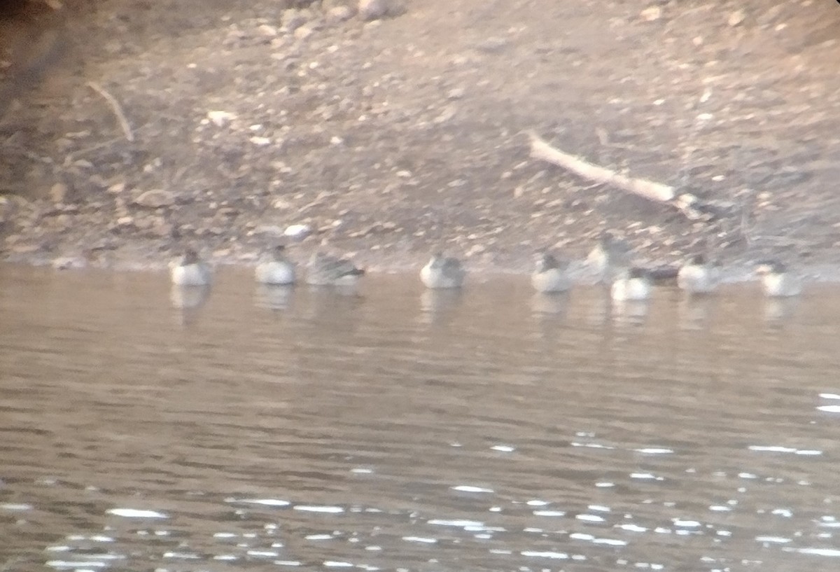 鴨亞科(鴨類) - ML645287643