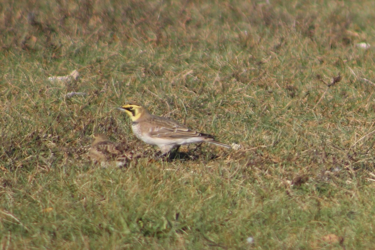 Horned Lark - ML645287654