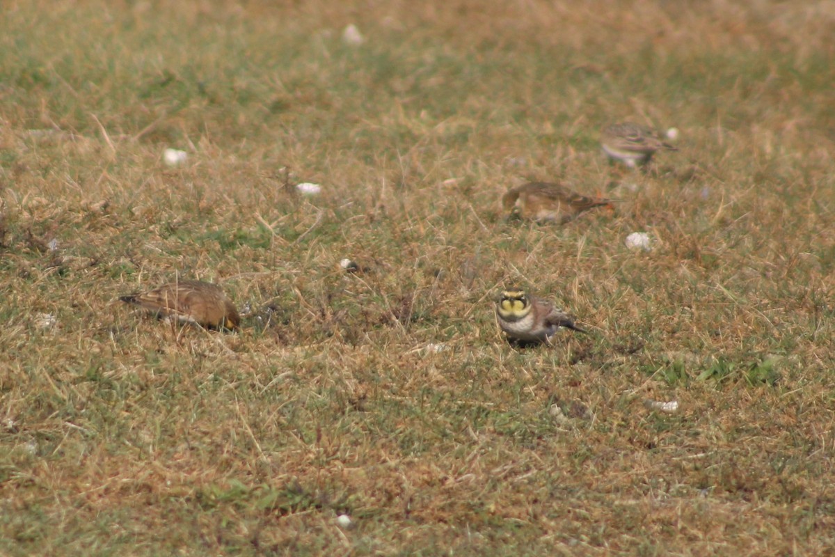 Horned Lark - ML645287655