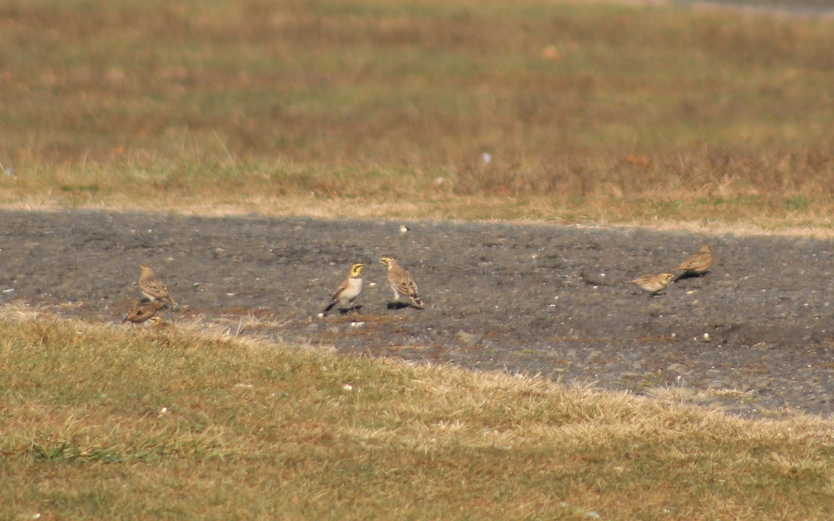 Horned Lark - ML645287656