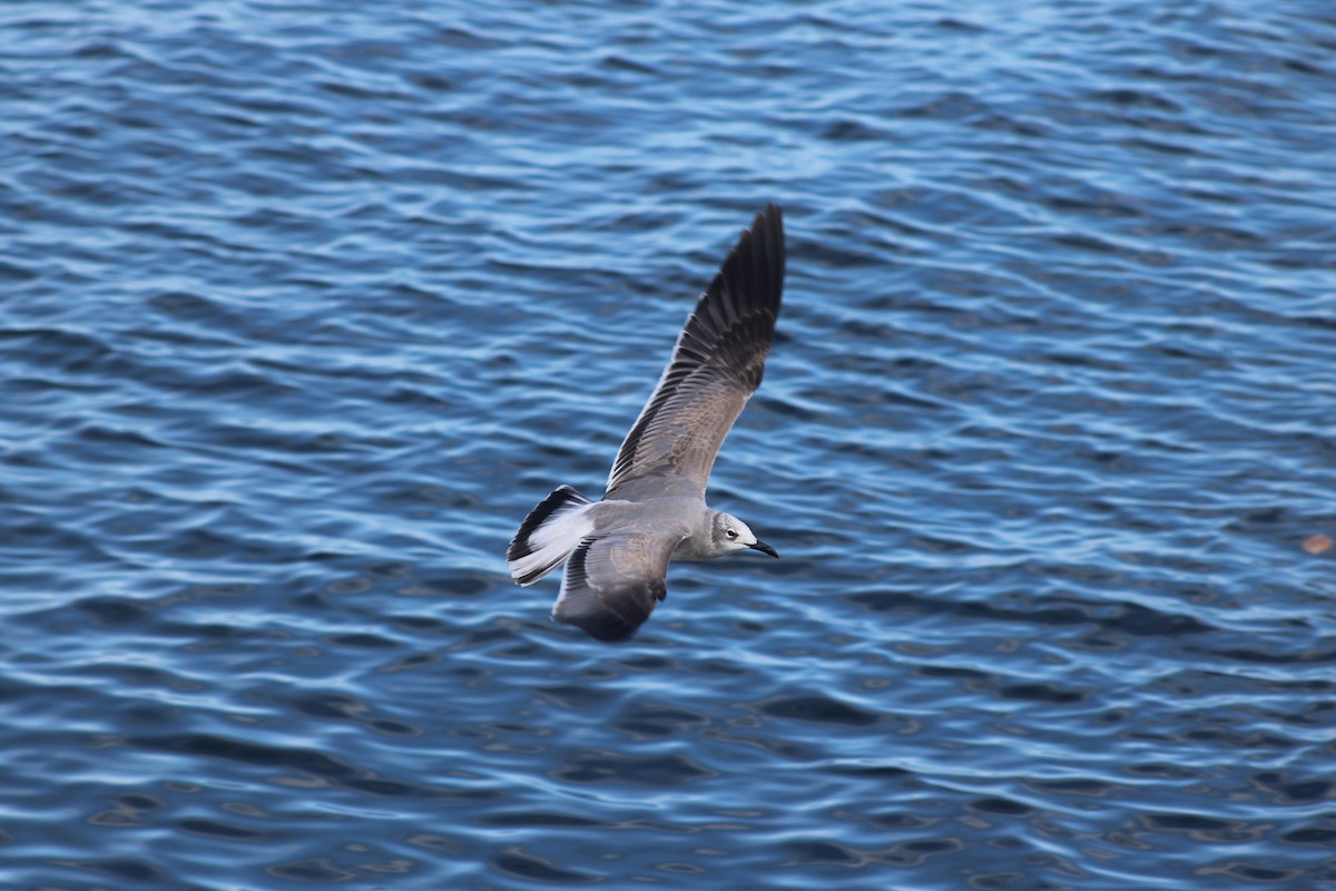 Laughing Gull - ML645287659