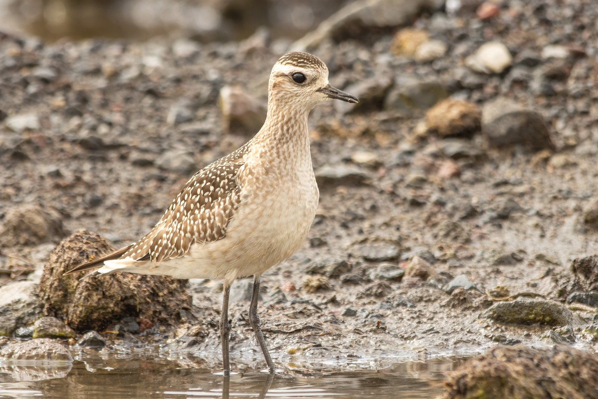 kulík hnědokřídlý - ML645287661