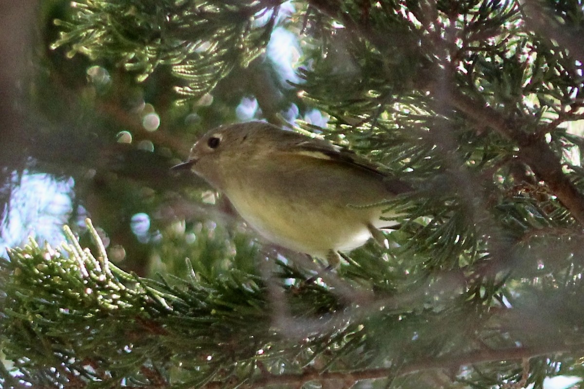 Ruby-crowned Kinglet - ML645287669