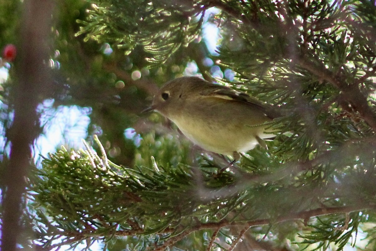Ruby-crowned Kinglet - ML645287670