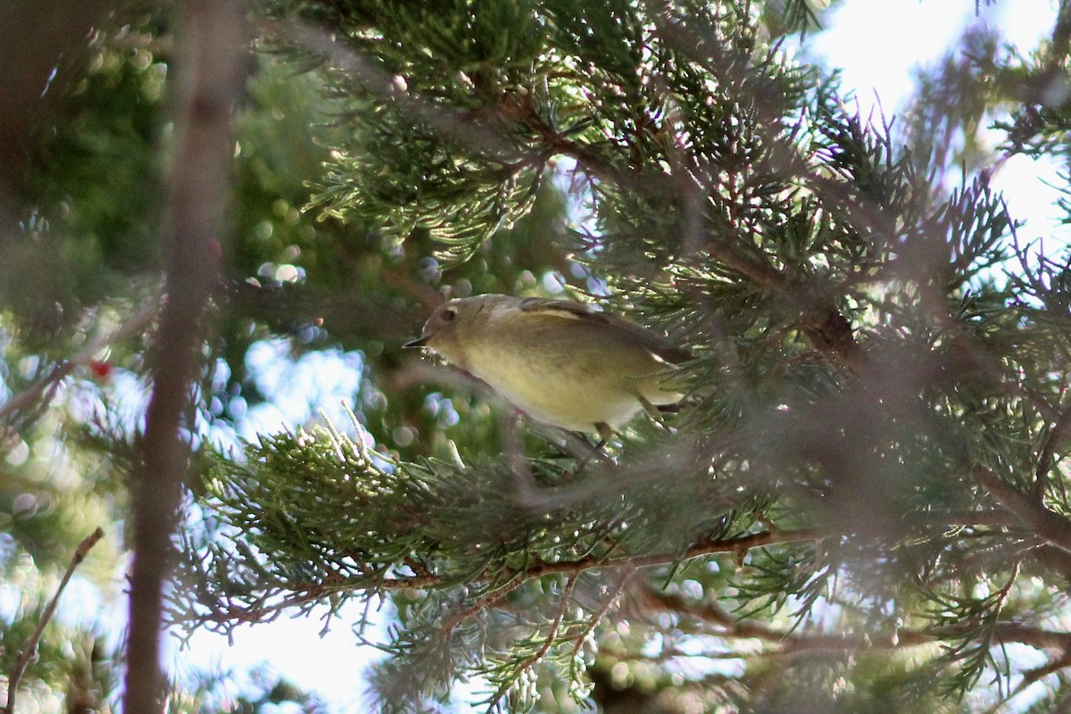Ruby-crowned Kinglet - ML645287671