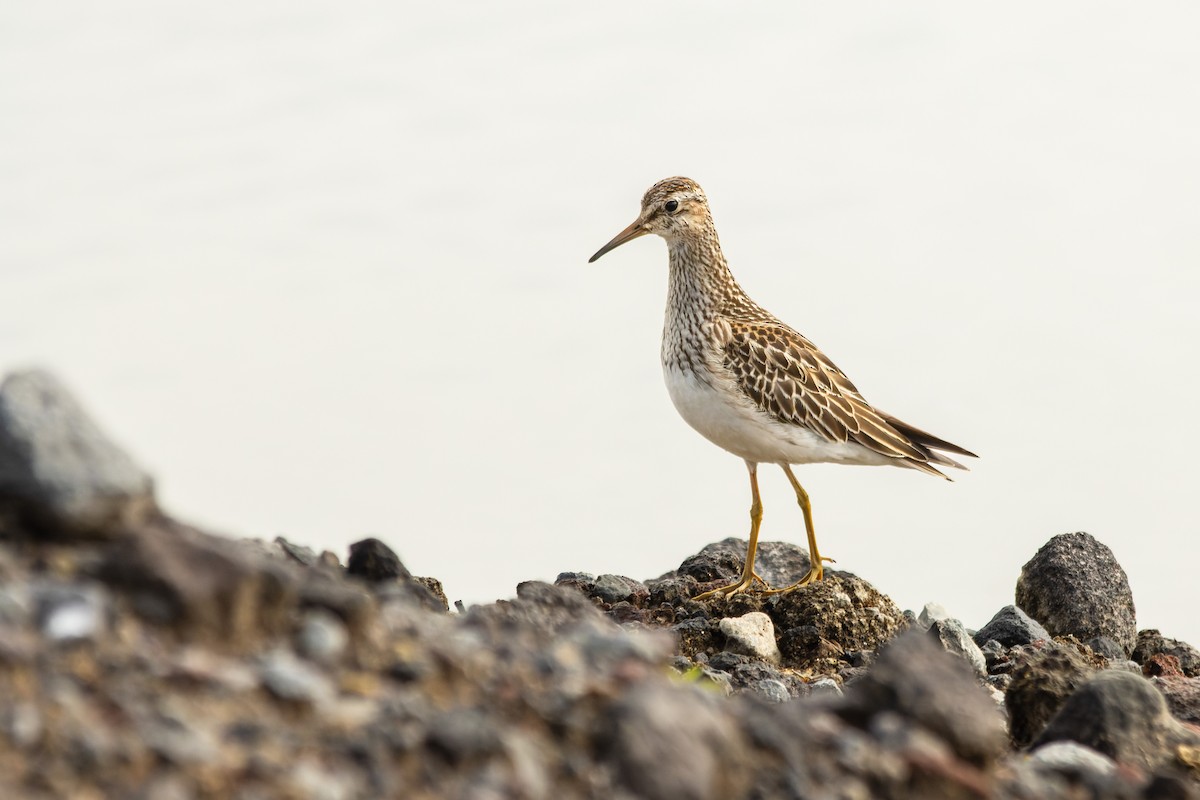 jespák skvrnitý - ML645287683