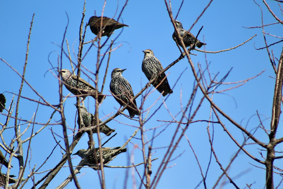 European Starling - ML645287699