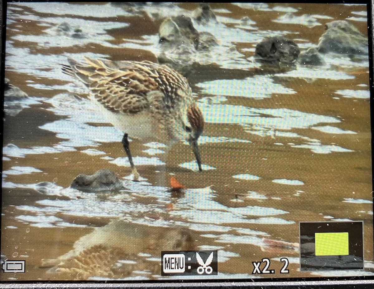 Sharp-tailed Sandpiper - ML645287718