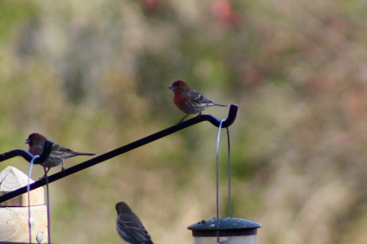 House Finch - ML645287731