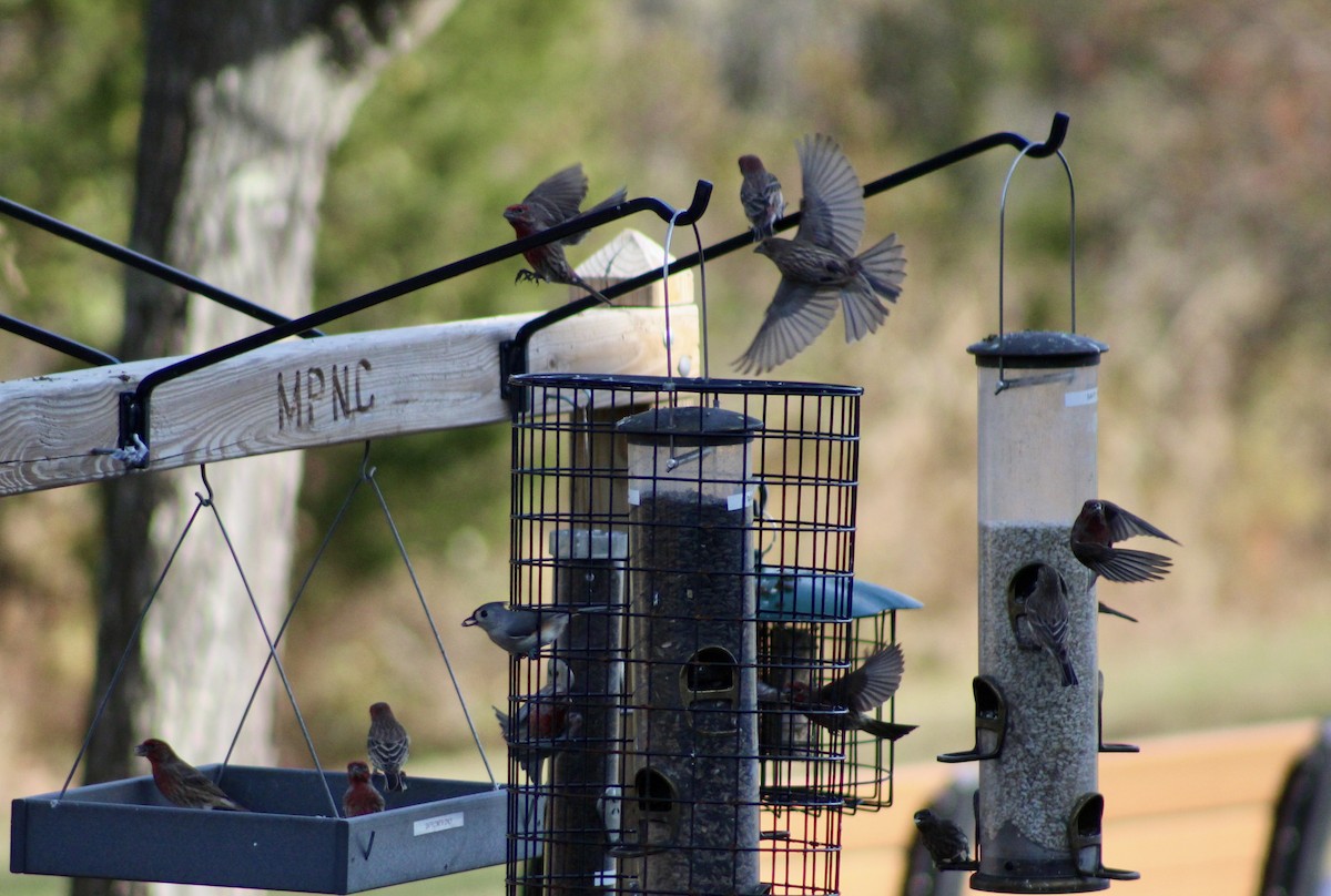 House Finch - ML645287732