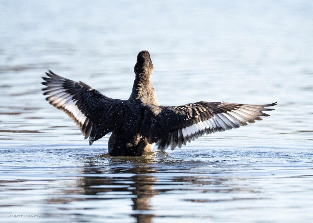 スズガモ - ML645287738