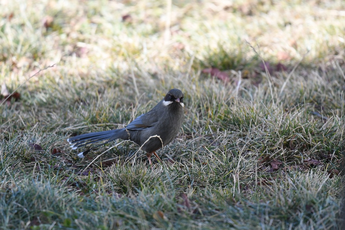 Prinzenhäherling - ML645287741