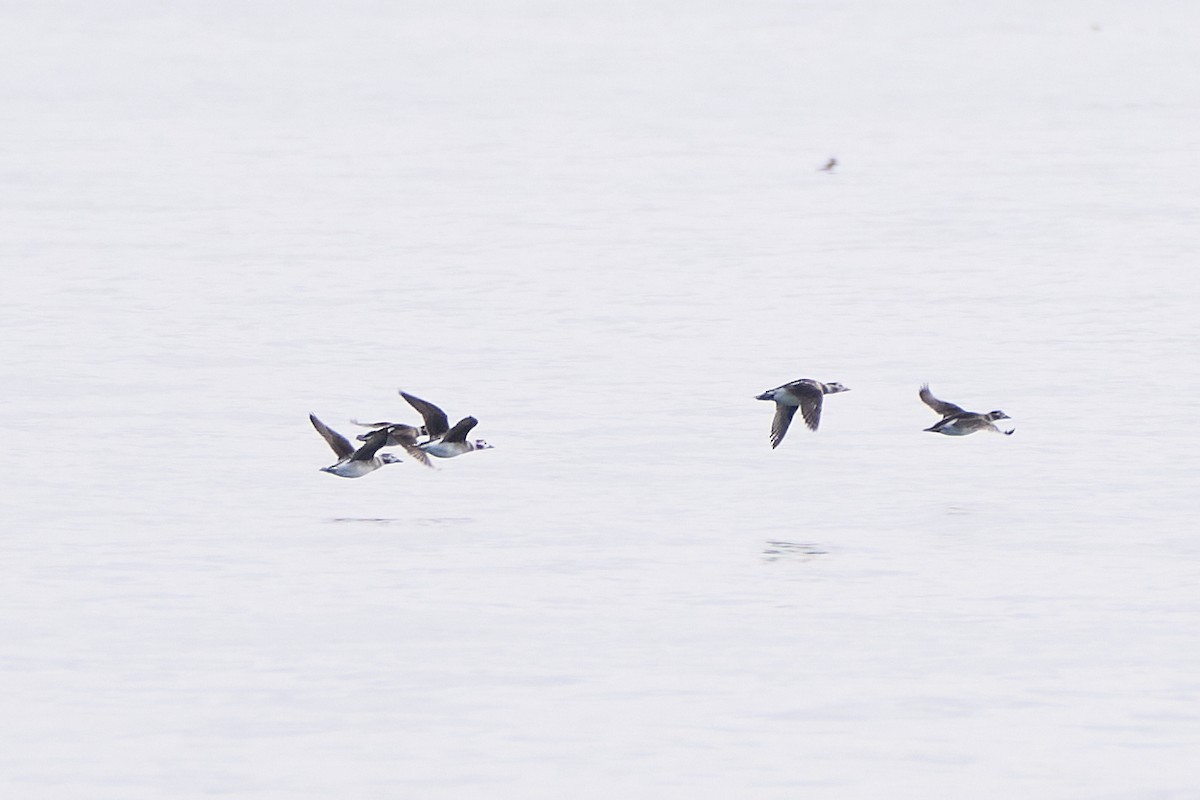 Long-tailed Duck - ML645287744