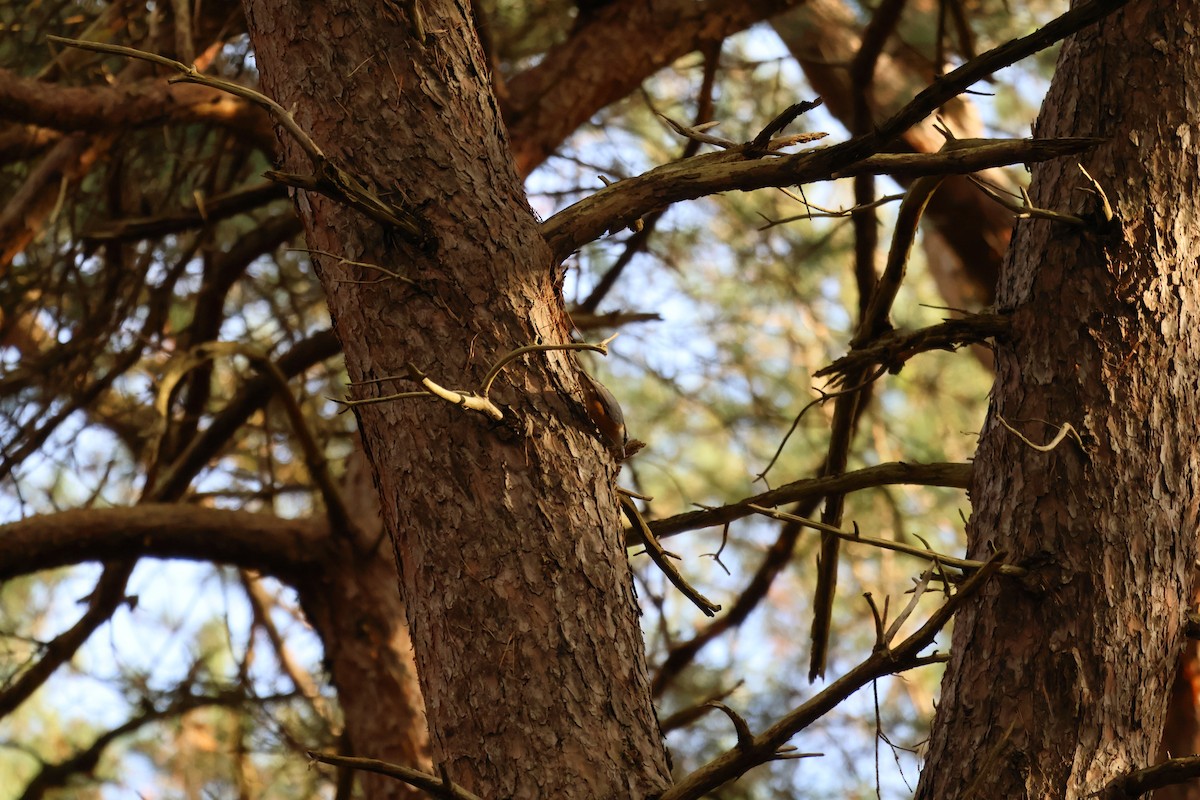 Garrapo eurasiarra - ML645287750