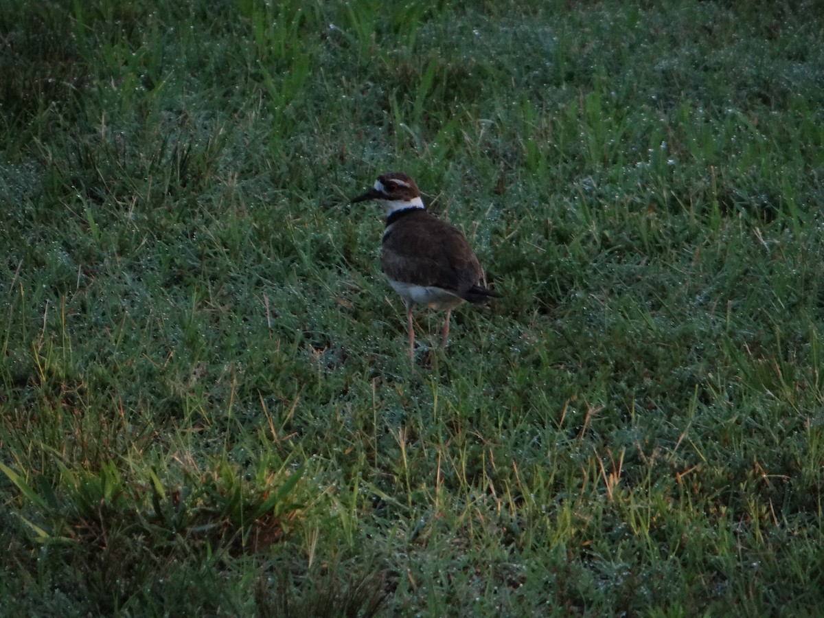 Killdeer - ML645287755