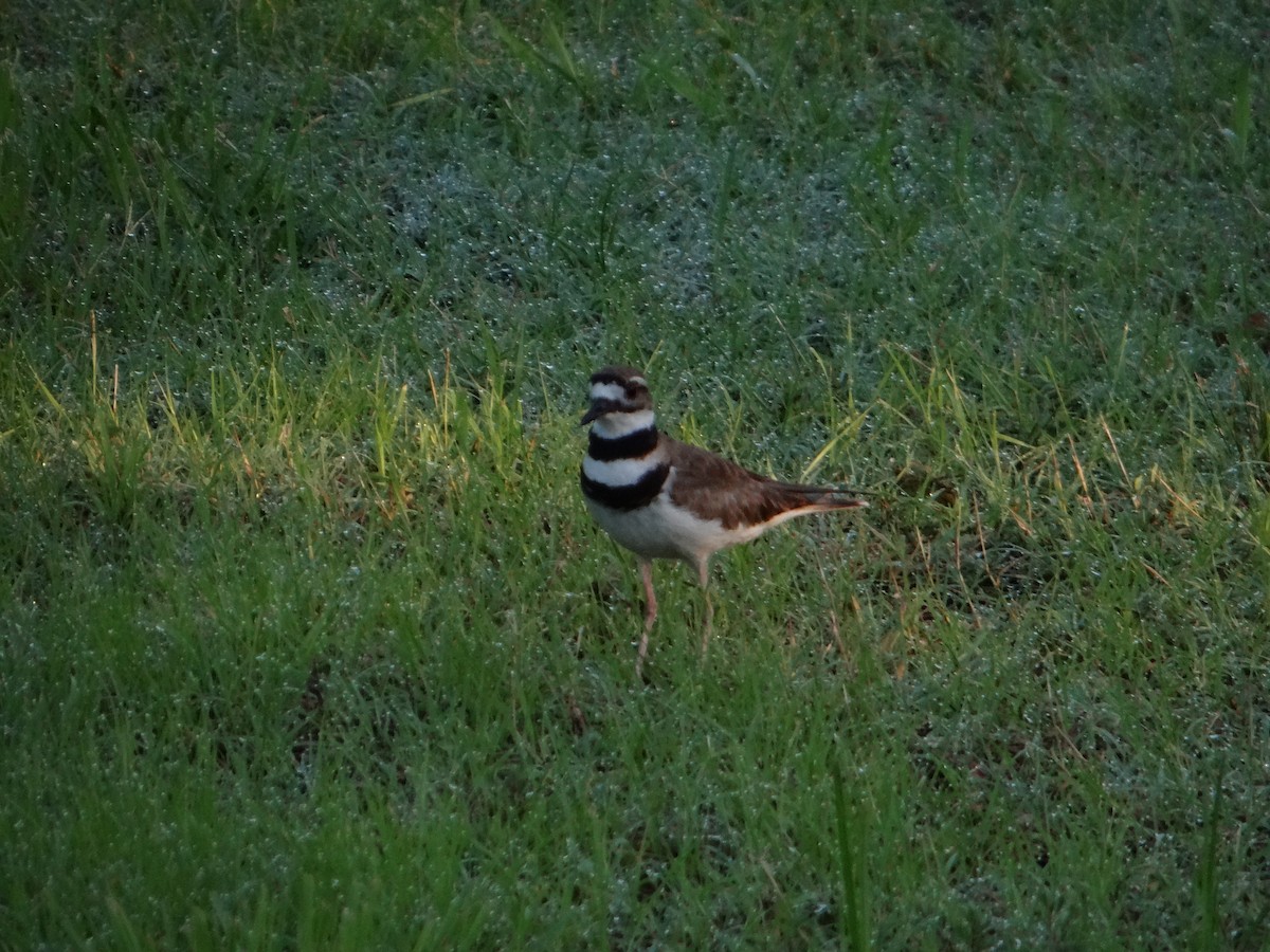 Killdeer - ML645287756