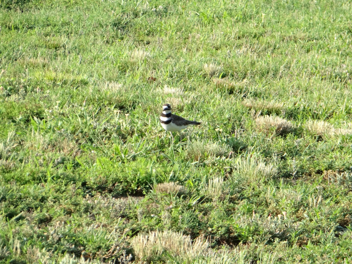Killdeer - ML645287757