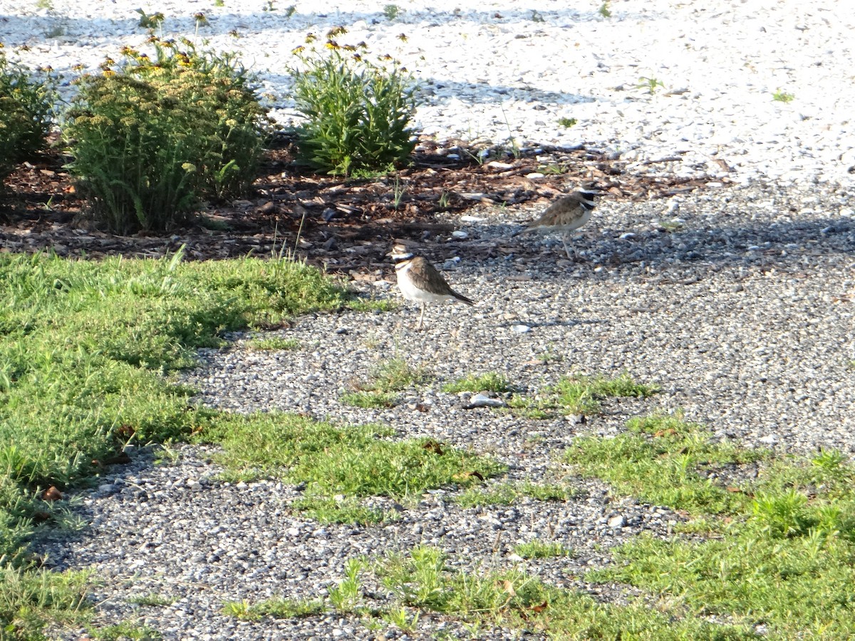 Killdeer - ML645287758