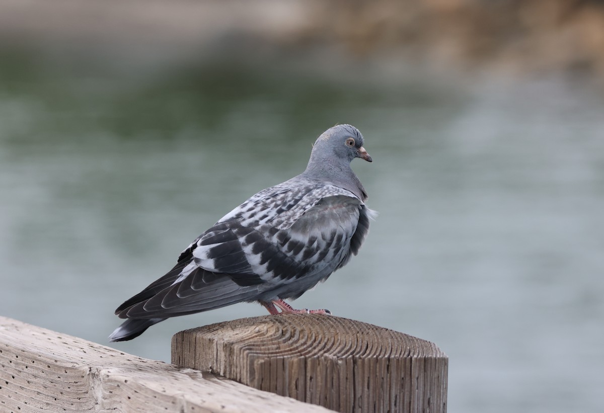 Kaya Güvercini (evcil tip) - ML645287759