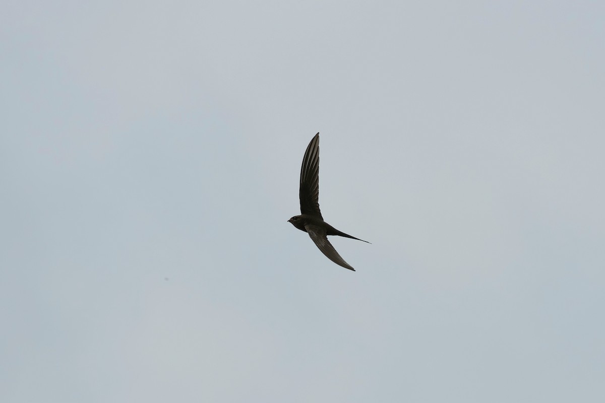 African Palm Swift - ML645287766