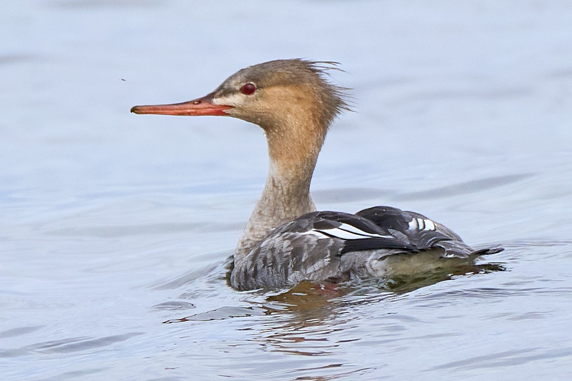 Red-breasted Merganser - ML645287773