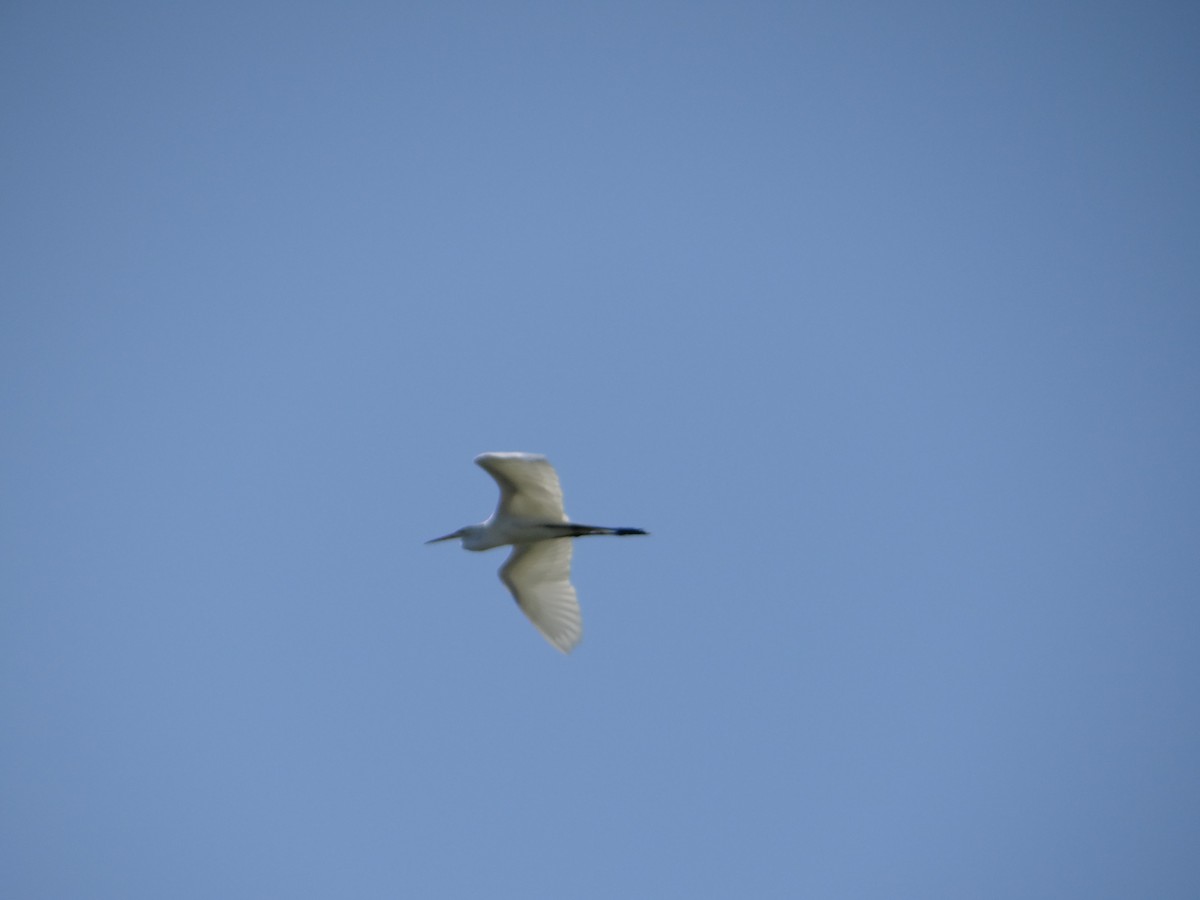 Great Egret - ML645287780