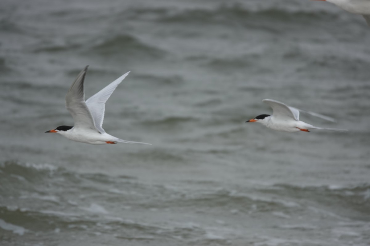 Forster's Tern - ML645287789