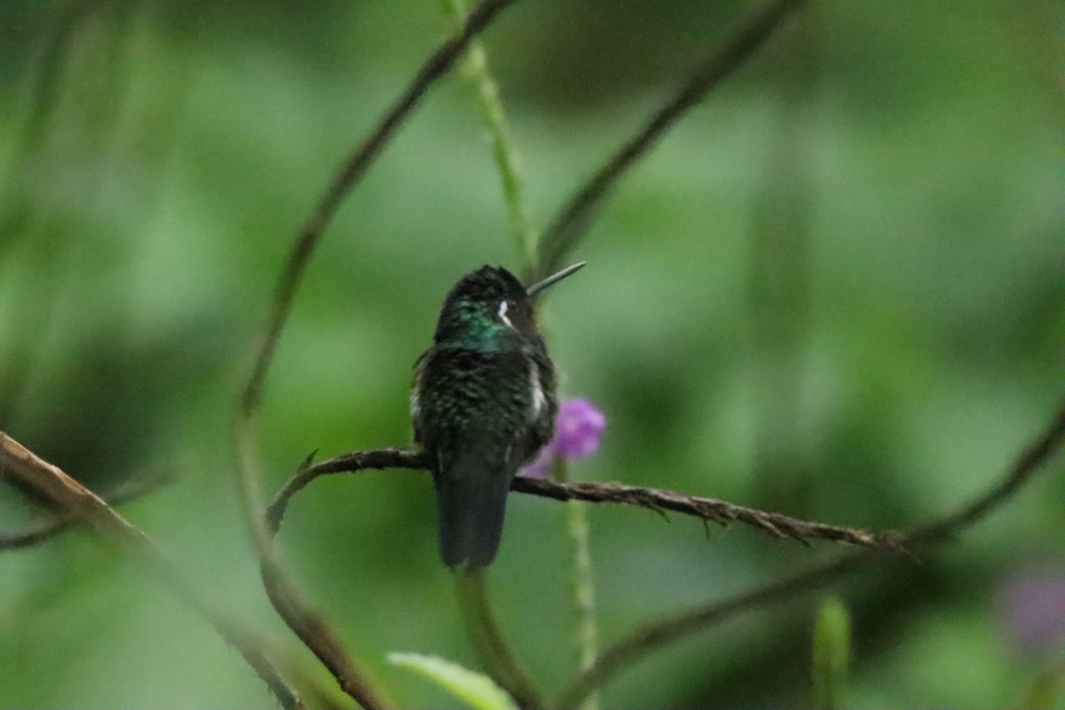Purple-throated Mountain-gem - ML645287791