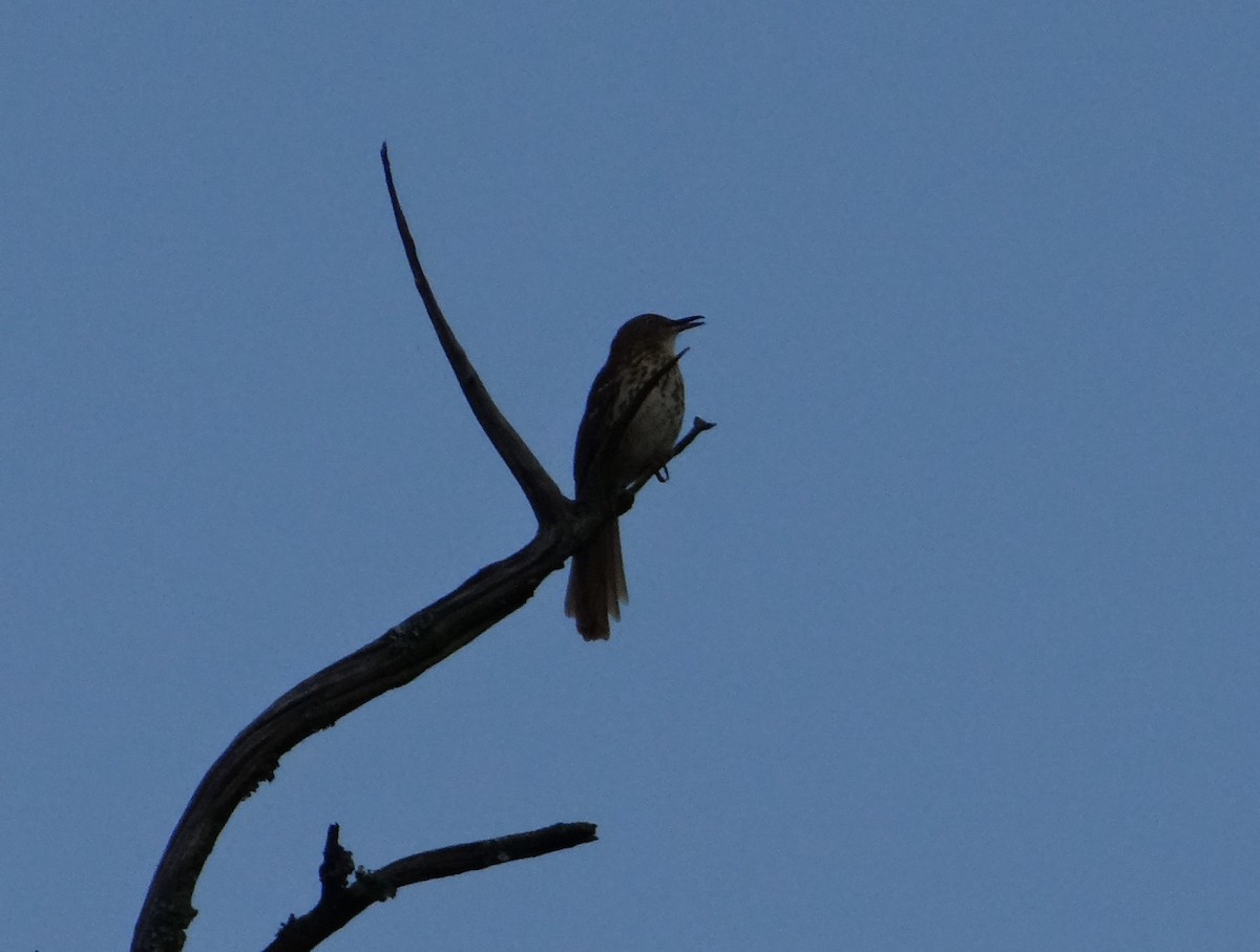 Brown Thrasher - ML645287796