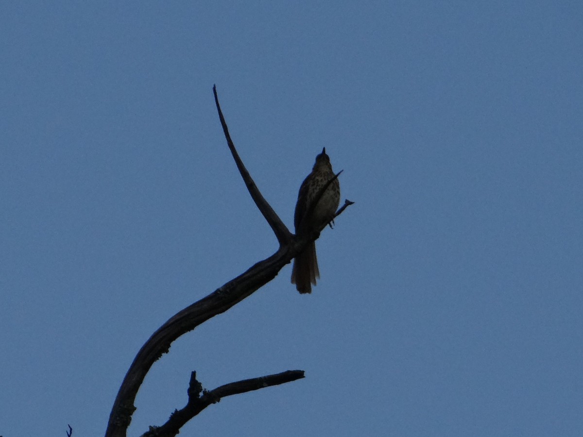 Brown Thrasher - ML645287797