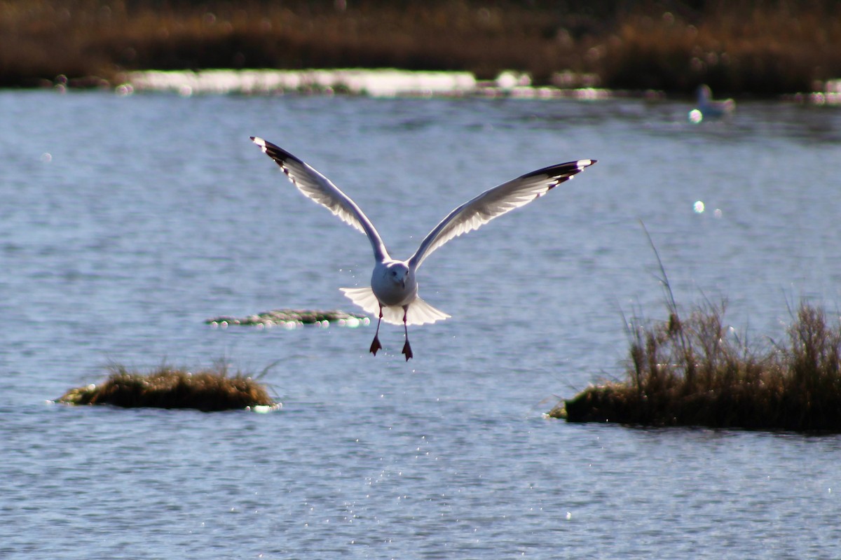 Ring-billed Gull - ML645287799