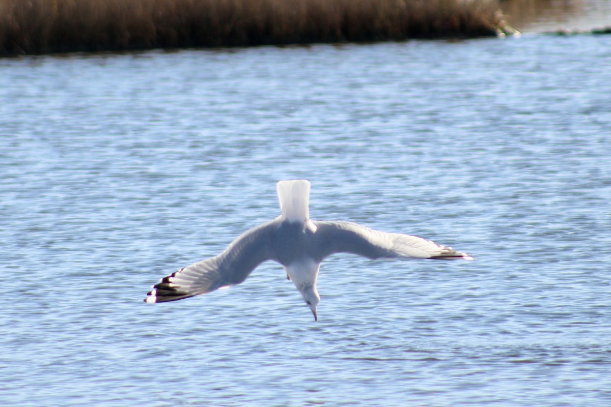 Ring-billed Gull - ML645287800