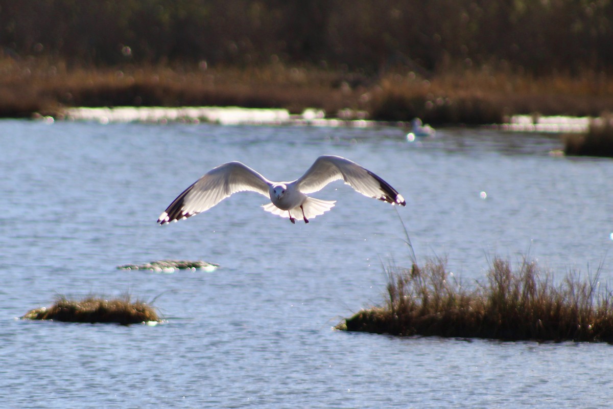 Ring-billed Gull - ML645287801