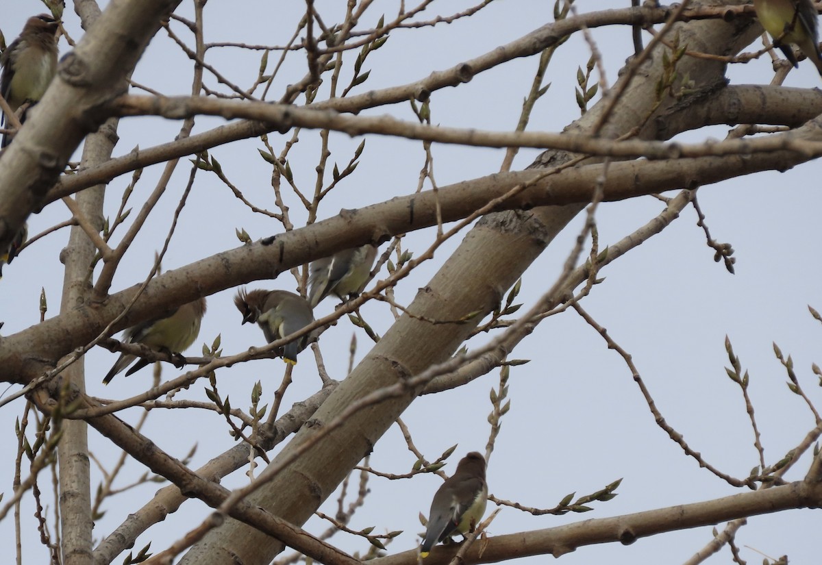 Cedar Waxwing - ML645287802