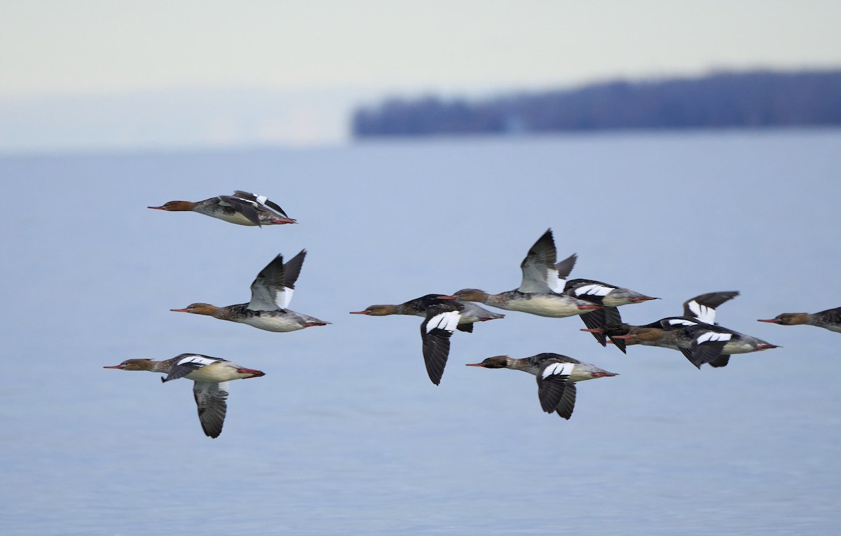 Red-breasted Merganser - ML645287807