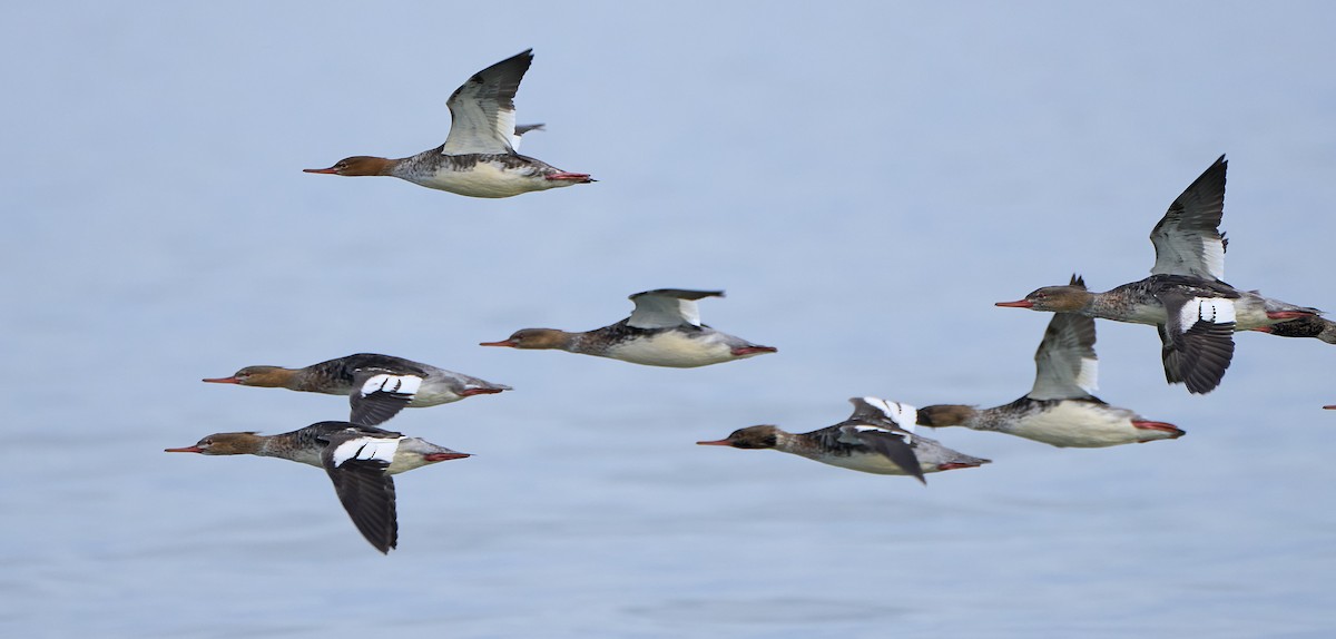 Red-breasted Merganser - ML645287808