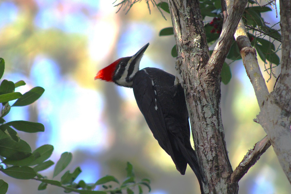 Pileated Woodpecker - ML645287810