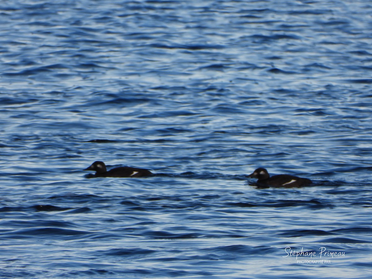 White-winged Scoter - ML645287812