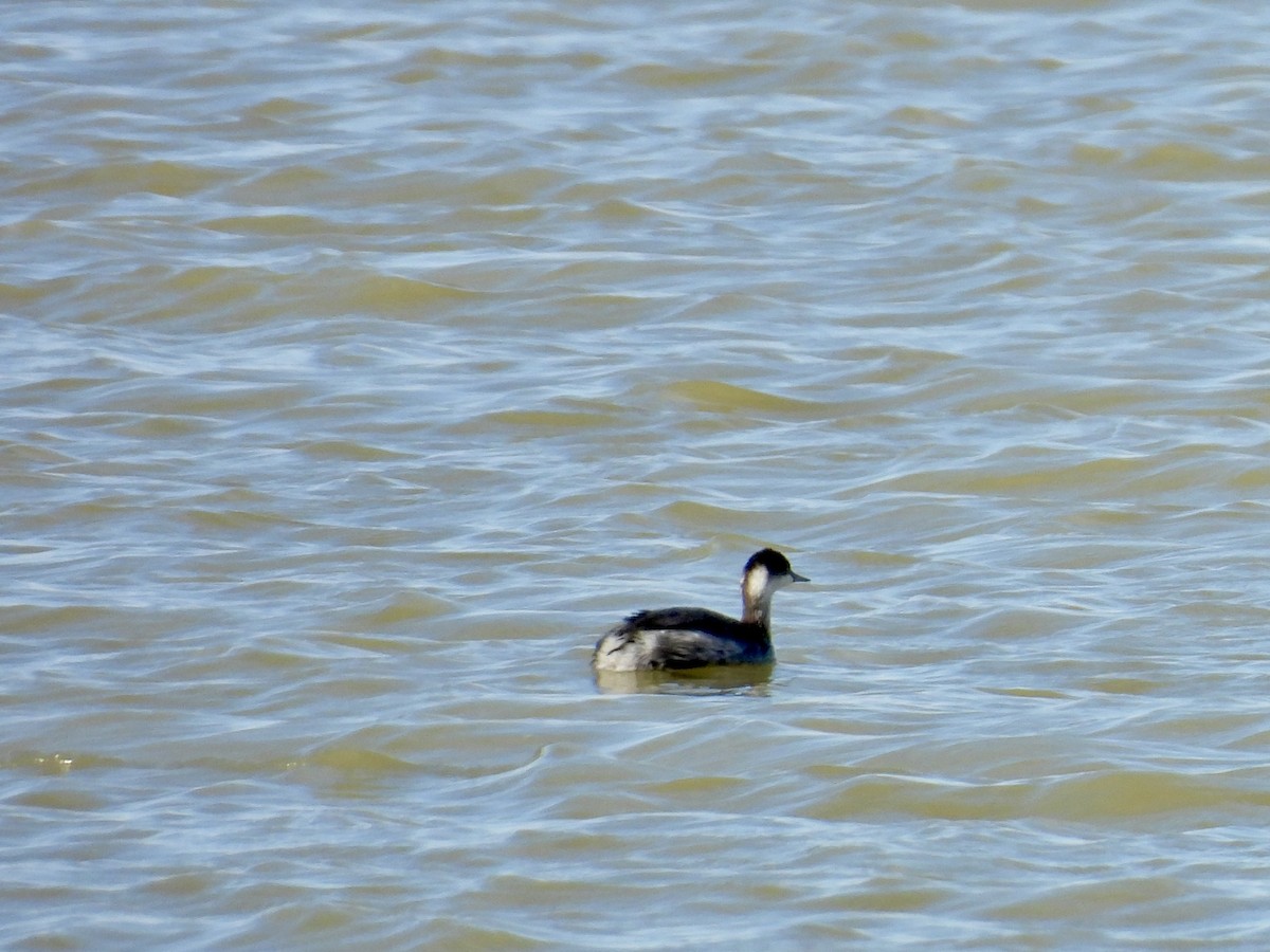 Zampullín Cuellirrojo - ML645287814