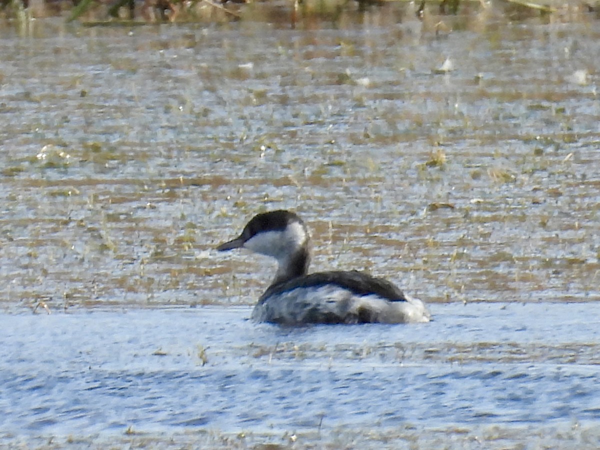 Zampullín Cuellirrojo - ML645287815