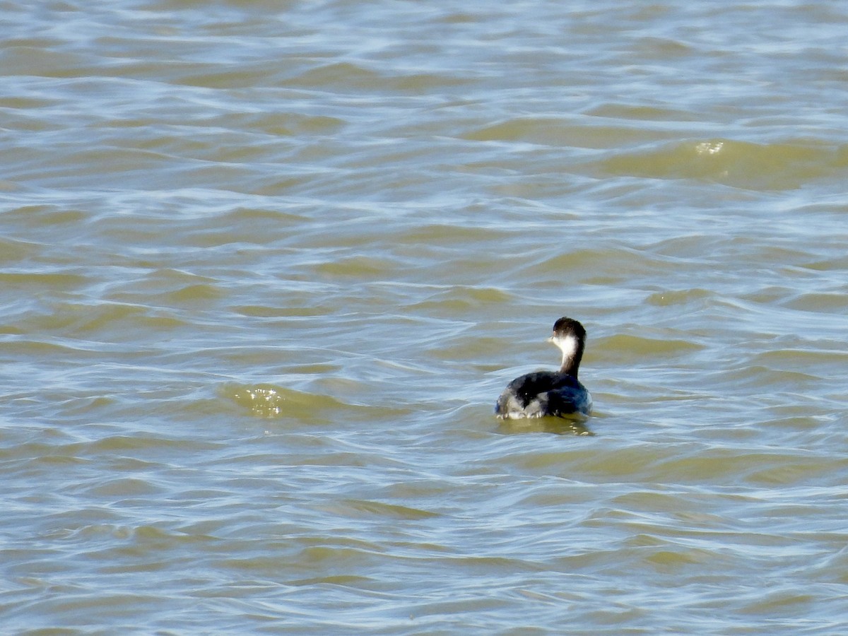 Zampullín Cuellirrojo - ML645287816