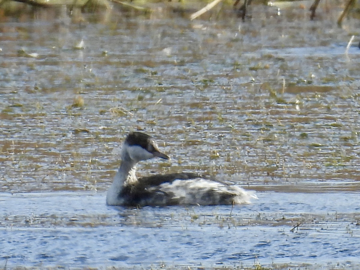 Zampullín Cuellirrojo - ML645287817